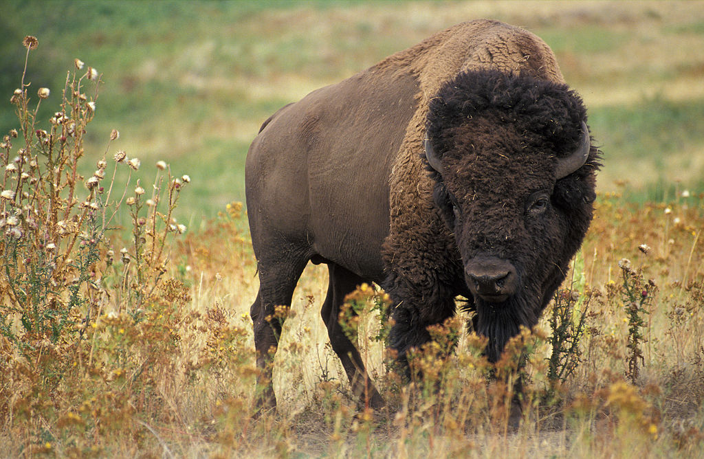 1024px-American_bison_k5680-1