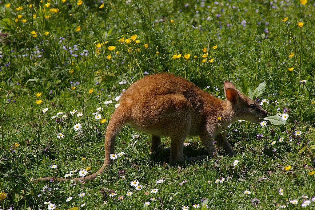 1024px-Flinkwallaby