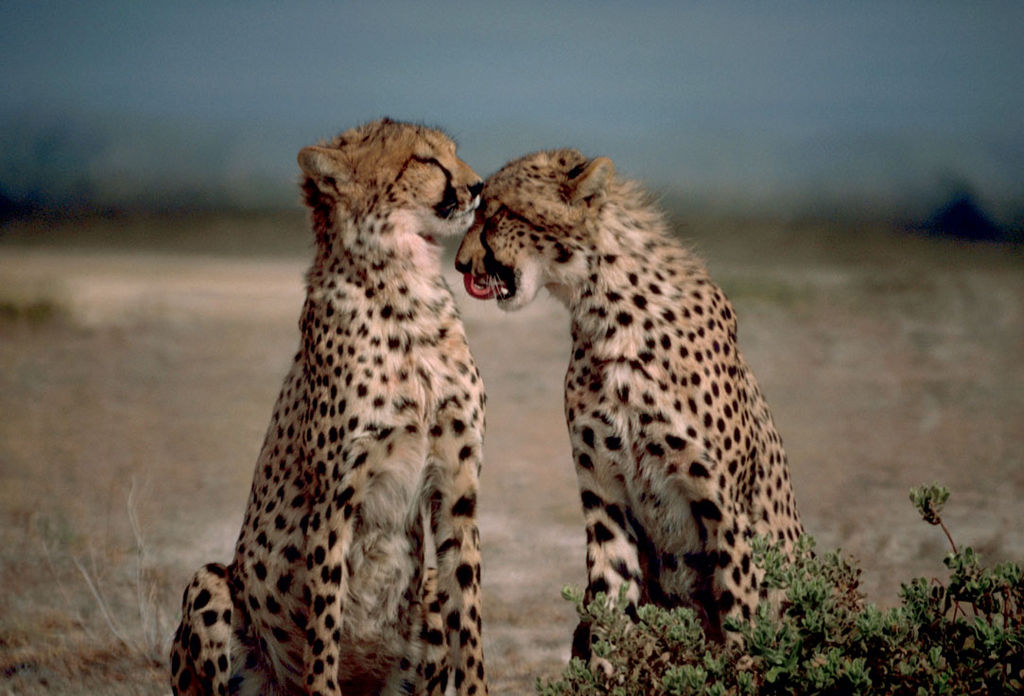 1024px-Two_cheetahs_together