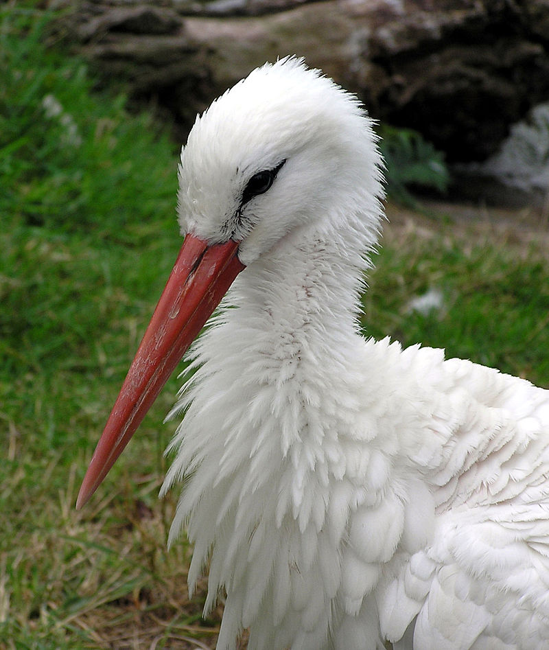 800px-Bristol.zoo.white.stork.head.arp