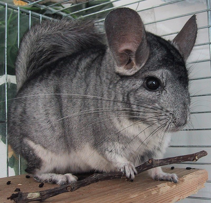 800px-Chinchilla-Patchouli