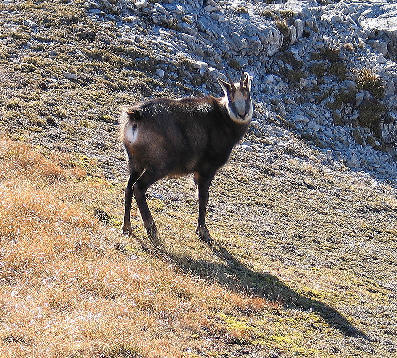 800px-Gämse_am_Frieder