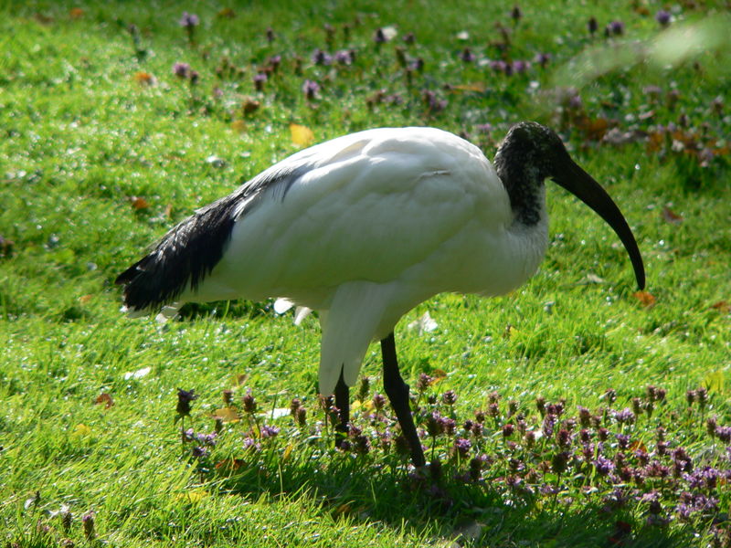 800px-Heiliger_Ibis_0508061