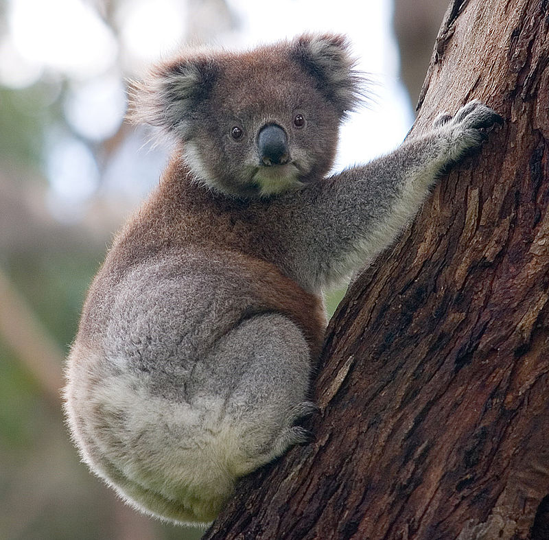 800px-Koala_climbing_tree