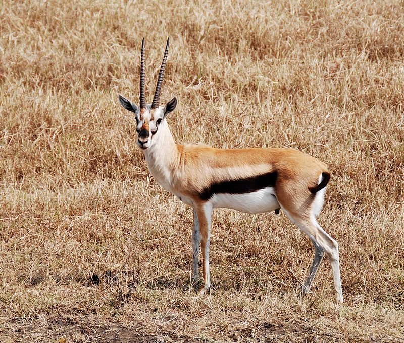 800px-Thompson_gazelle