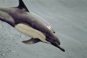 Common_dolphin