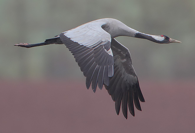 Flickr_-_Rainbirder_-_Eurasian_Crane_(Grus_grus)_(cropped)