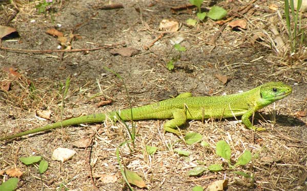 Lacerta_viridis