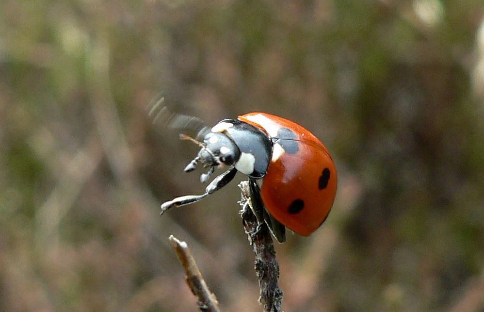 Lady_beetle